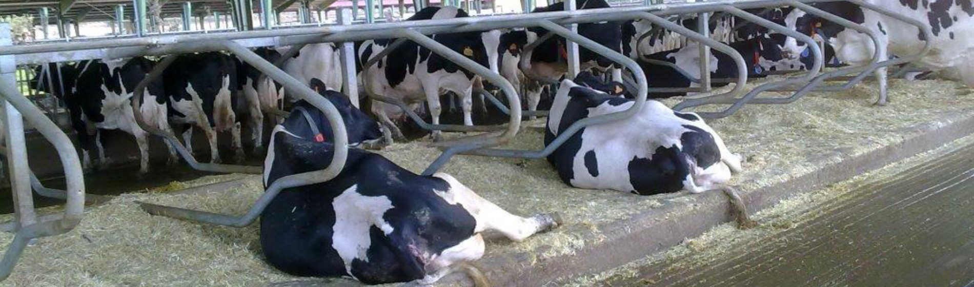 foto Vacas